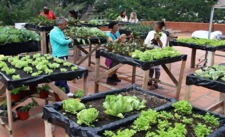 Ministerio de Comercio Nacional otorgará certificaciones de calidad a producción agrourbana