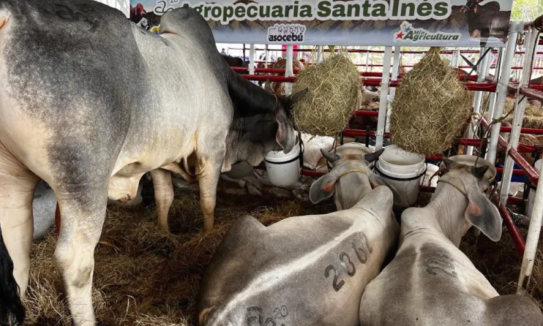 Expocebú 2024 abre sus puertas para exhibir imponentes ejemplares del ganado vacuno